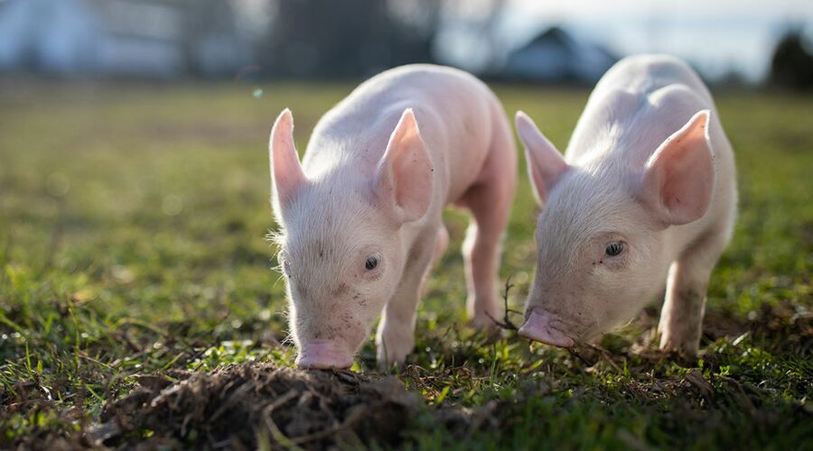 Ferkel, Schweine Tierarzt Burscheid
