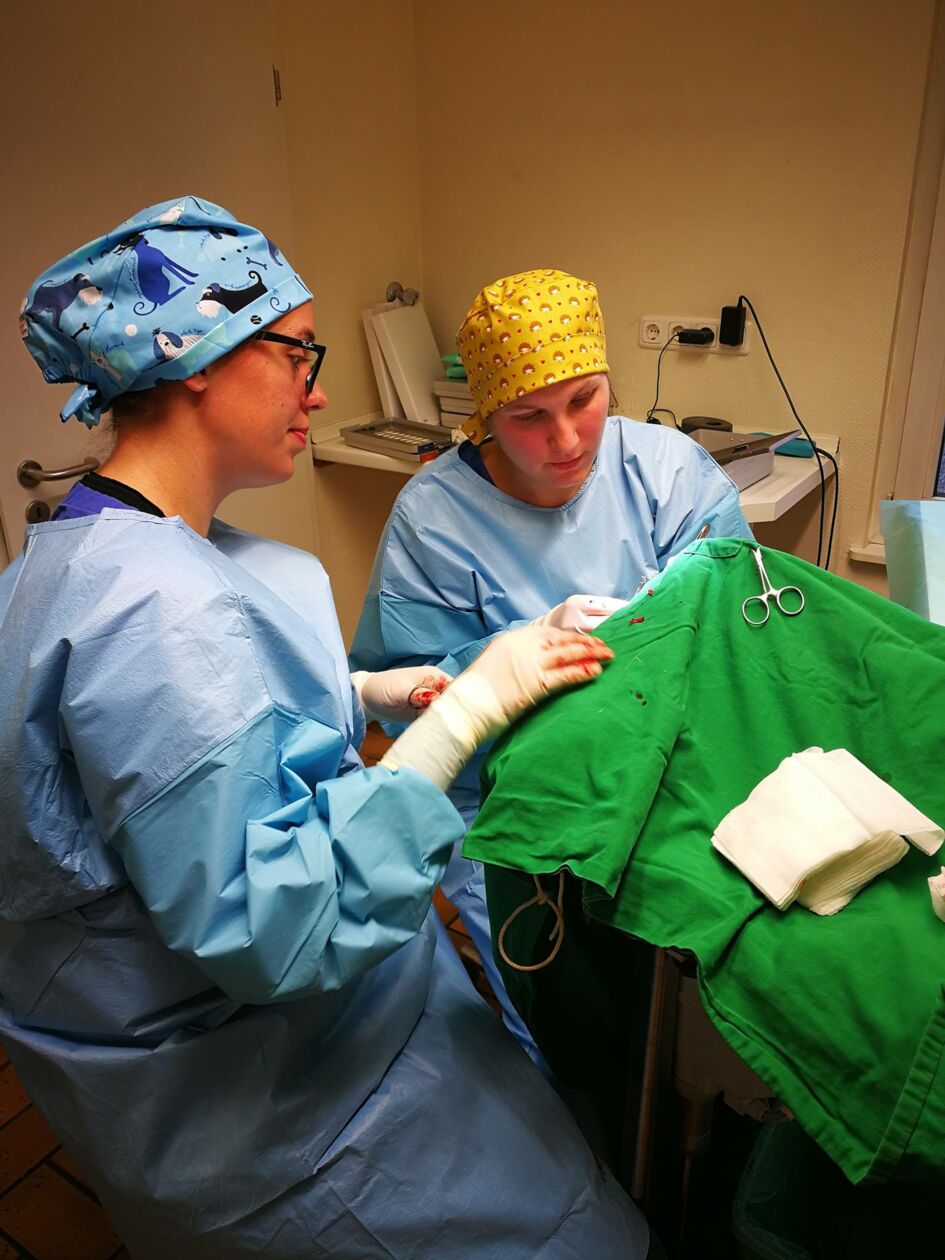 Operation eines Tieres